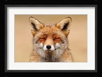 Zen Fox Red Portrait Fine Art Print