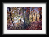 Season of Colors Fine Art Print