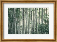 Obscured by Alders Fine Art Print