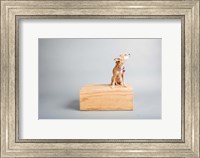 Small Dog, Big World Fine Art Print