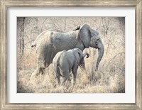 Elephants Fine Art Print