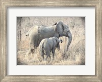 Elephants Fine Art Print