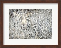 Leopard Fine Art Print