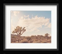 Sunshine & Joshua Trees Fine Art Print