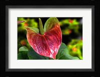 Antherium Fine Art Print