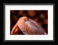Flamingo Fine Art Print