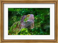 Green Iguana Fine Art Print