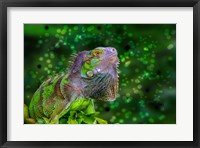 Green Iguana Fine Art Print