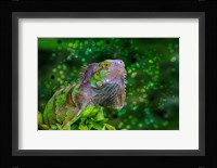 Green Iguana Fine Art Print