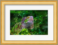 Green Iguana Fine Art Print