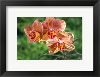 Orange Orchid Fine Art Print