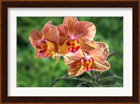 Orange Orchid Fine Art Print