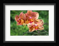 Orange Orchid Fine Art Print