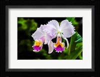 White, Yellow and Fuchsia Orchids Fine Art Print