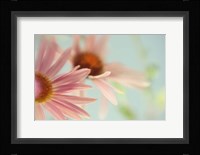 Daisy Days Fine Art Print