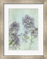 Lilac Fine Art Print