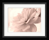 Pink Dahlia 1 Fine Art Print