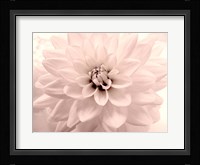 Pink Dahlia 2 Fine Art Print