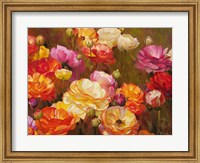 Ranunculus Garden Fine Art Print