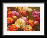 Ranunculus Garden Fine Art Print