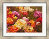 Ranunculus Garden Fine Art Print