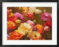 Ranunculus Garden Fine Art Print