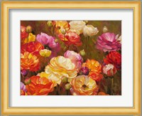 Ranunculus Garden Fine Art Print