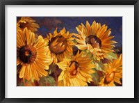 Sunflower Fine Art Print