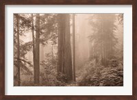 Enchanted Forest II Fine Art Print