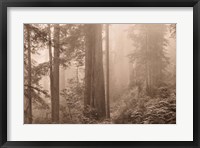 Enchanted Forest II Fine Art Print