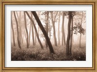 Reticent Woods Fine Art Print