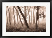 Reticent Woods Fine Art Print