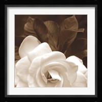 Gardenia Garden Fine Art Print