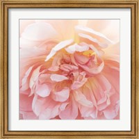 Heavenly Rose Fine Art Print