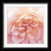 Heavenly Rose Fine Art Print