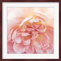 Heavenly Rose Fine Art Print