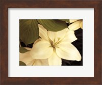 Lily and Leaves Fine Art Print