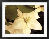 Lily and Leaves Fine Art Print