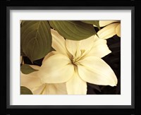 Lily and Leaves Fine Art Print