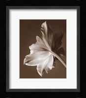 Moonglow Tulip Fine Art Print