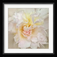Paeonia Fine Art Print