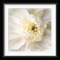 Peony Praise Fine Art Print