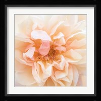 Promise Rose Fine Art Print