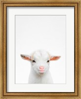Baby Goat Fine Art Print