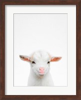 Baby Goat Fine Art Print