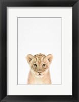 Baby Lion Fine Art Print