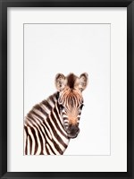 Baby Zebra Fine Art Print