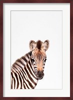 Baby Zebra Fine Art Print