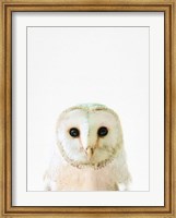 Owl Fine Art Print