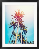 Palms in the Sun Fine Art Print